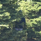 Illustration for article titled Fernando Rodney Hides In Shrubbery, Might Actually Be An Elf